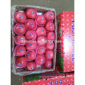 Shandong Fresh Red Fuji Apple-stripe